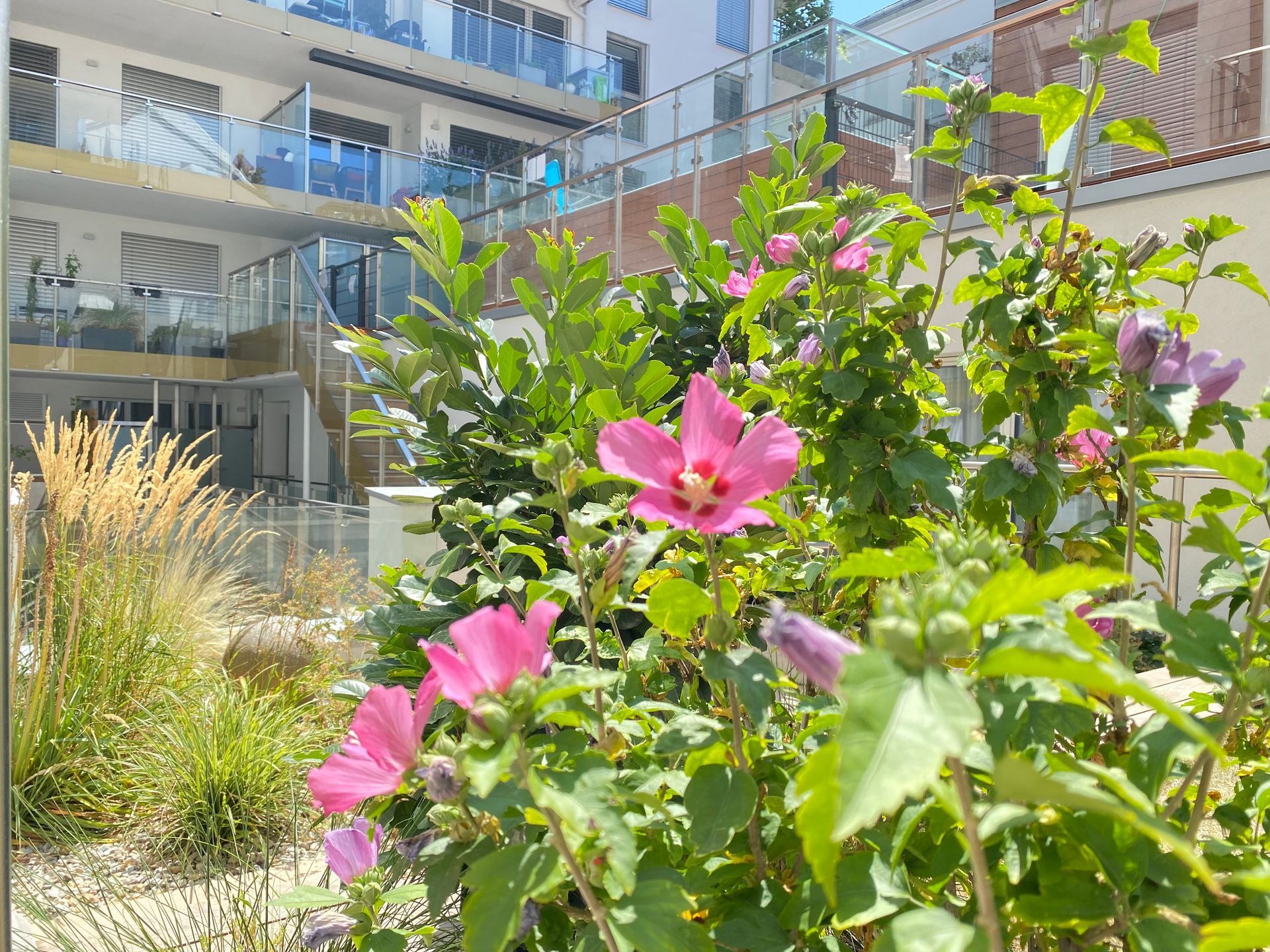 A bush with pink flowers and green leaves in front of a building.