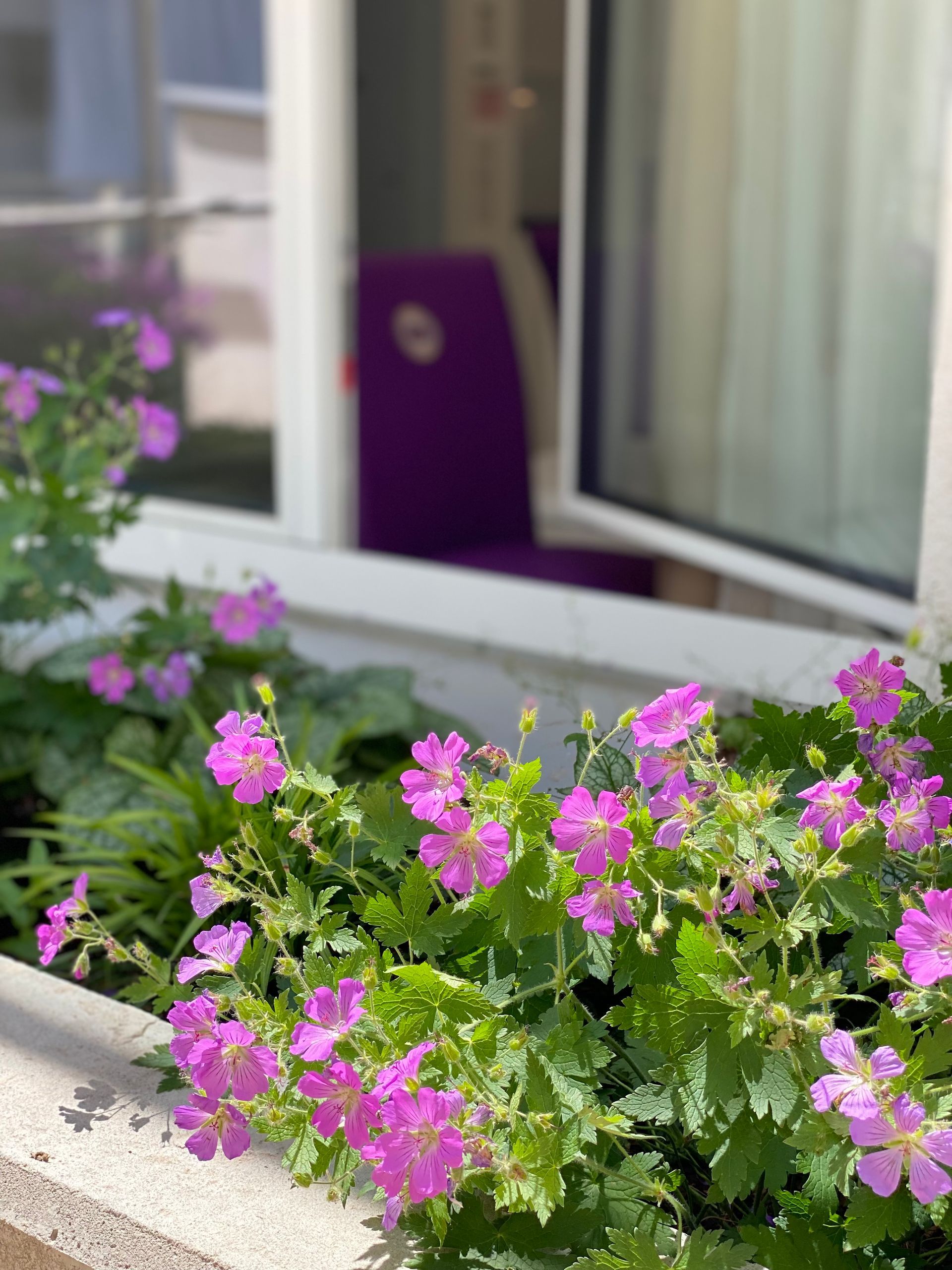 Purple flowers are growing in a window box next to a window.