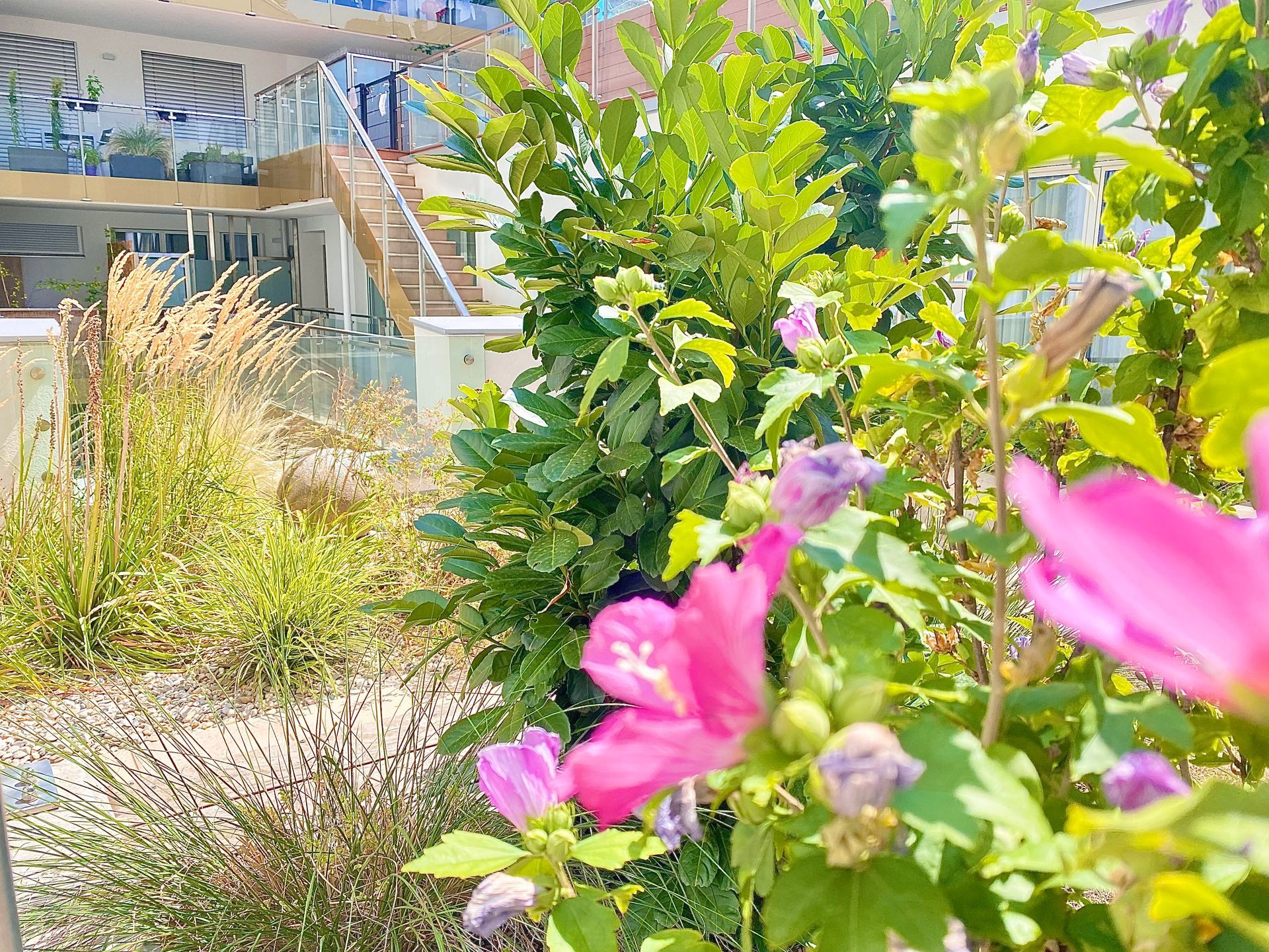 A bush with pink flowers and green leaves in front of a building.