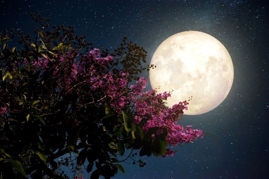 A full moon is behind a tree with purple flowers.