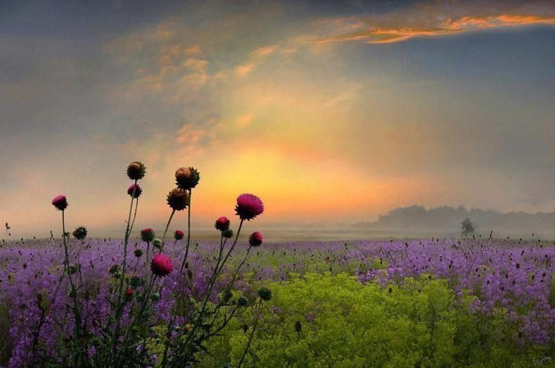A field of flowers with a sunset in the background
