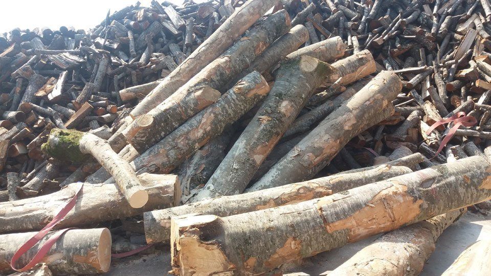 Tronchi ammucchiati insieme, alcuni appena tagliati, altri sullo sfondo, probabilmente per essere usati come legna da ardere.