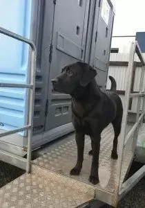 Black Labrador dog standing on a metal platform next to a portable toilet, looking to the side.
