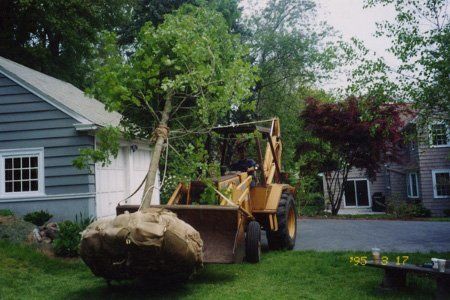 Professional Tree Removal — Hartford, CT — Frank Pappa & Sons, Inc