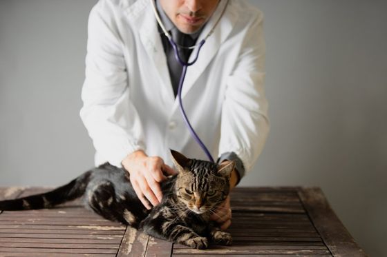 Servizio veterinario per gatto a domicilio