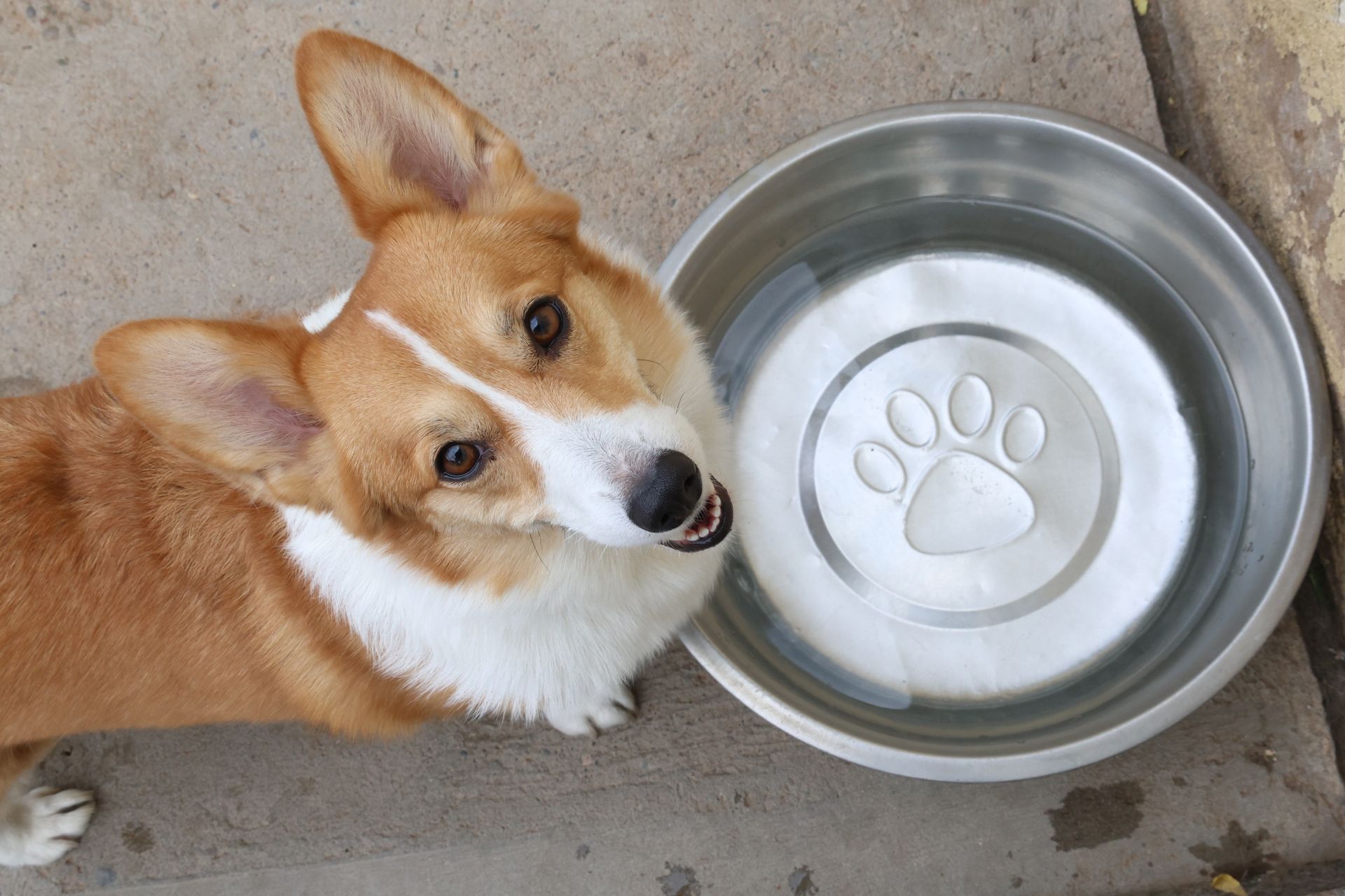 A dog drinks from a water bowl at Albuquerque, New Mexico Dog Boarding facility
