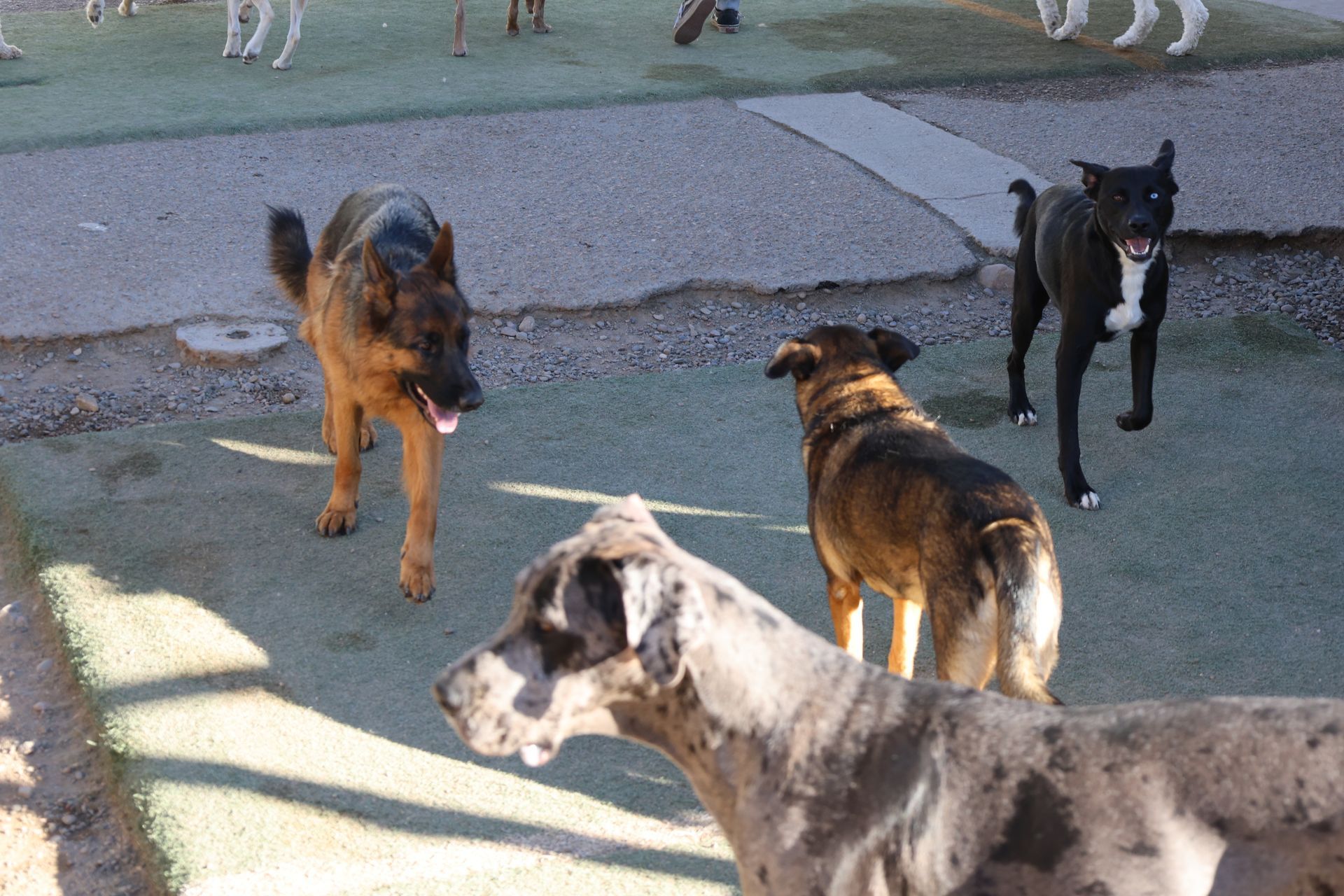 a group of dogs walking around outside at Beck 'n Call Pet Services in Albuquerque New Mexico