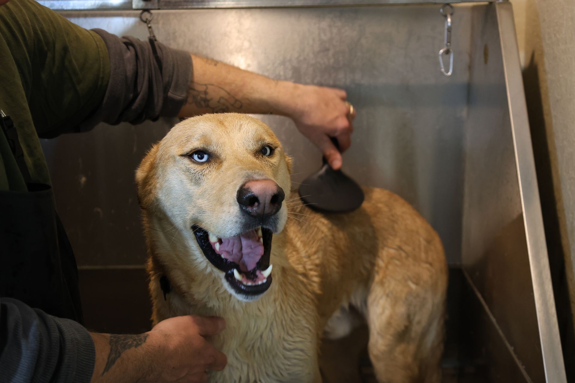 A husky mix gets a bath at an Albuquerque, New Mexico dog bathing business