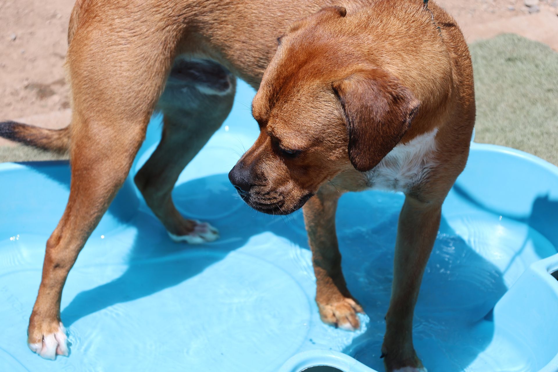 a brown and black dog smiling at Beck 'n Call Pet Services in Albuquerque New Mexico