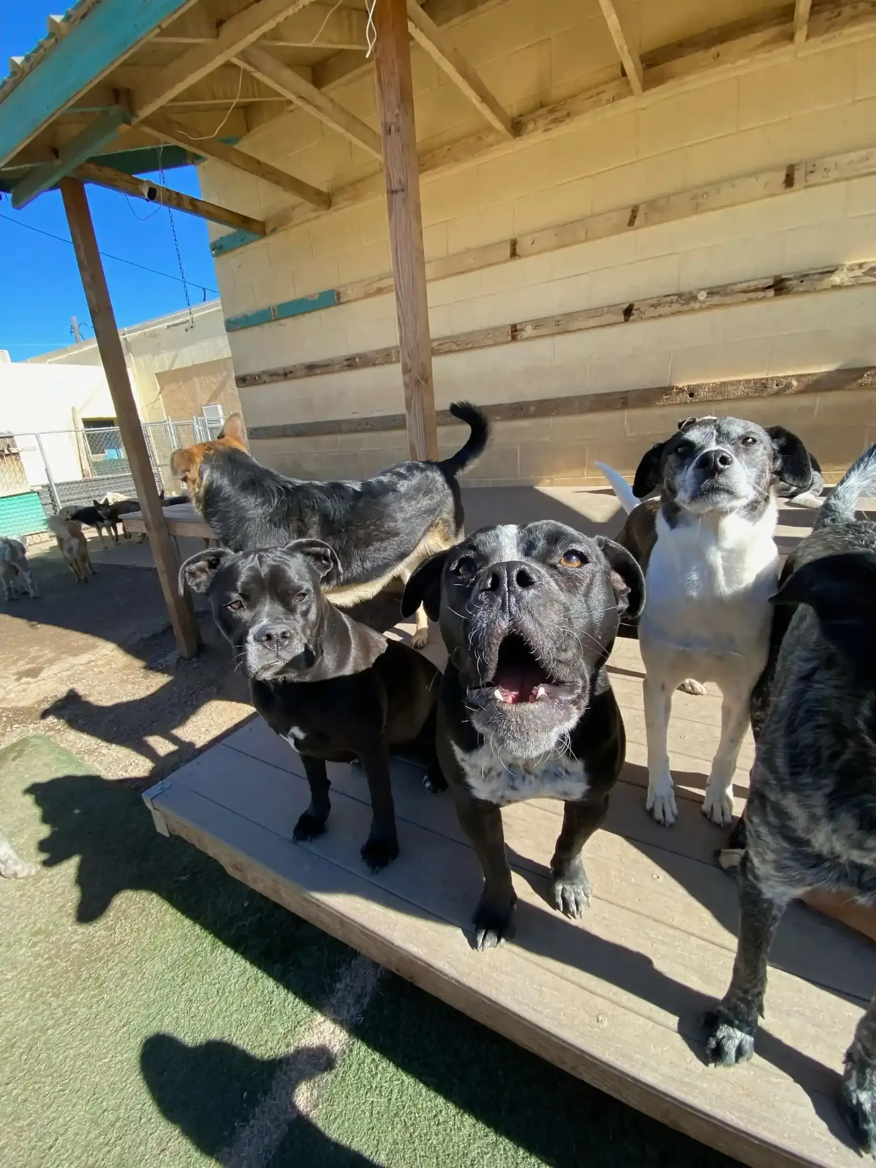 A group of dogs hanging out at at Beck 'n Call Pet Services in Albuquerque New Mexico