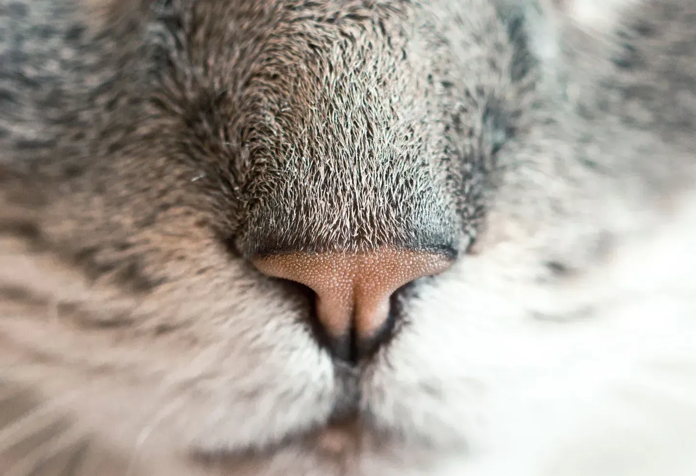 close up of a cat nose at Beck 'n Call Pet Services in Albuquerque New Mexico