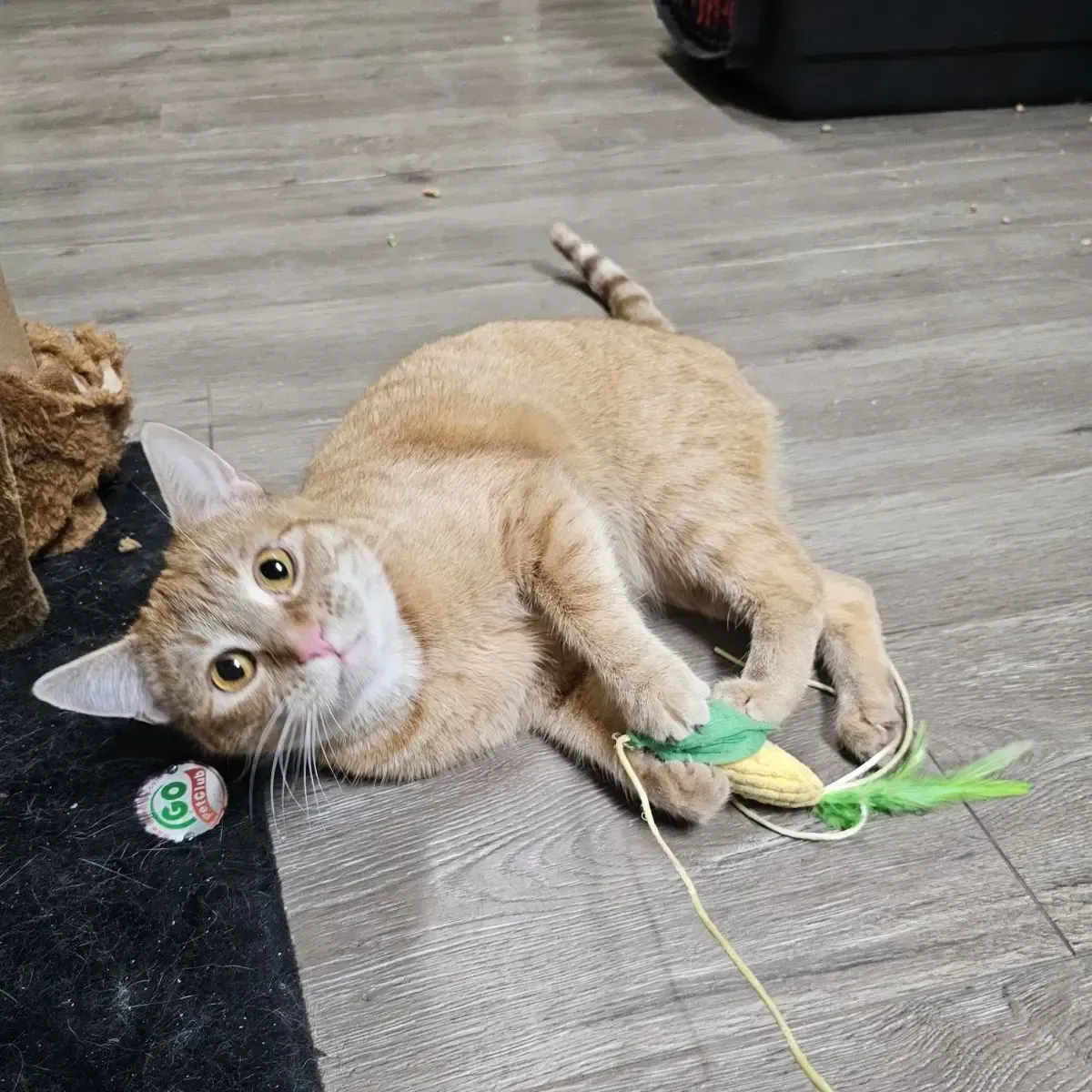 a tan colored cat laying down at Beck 'n Call Pet Services in Albuquerque New Mexico