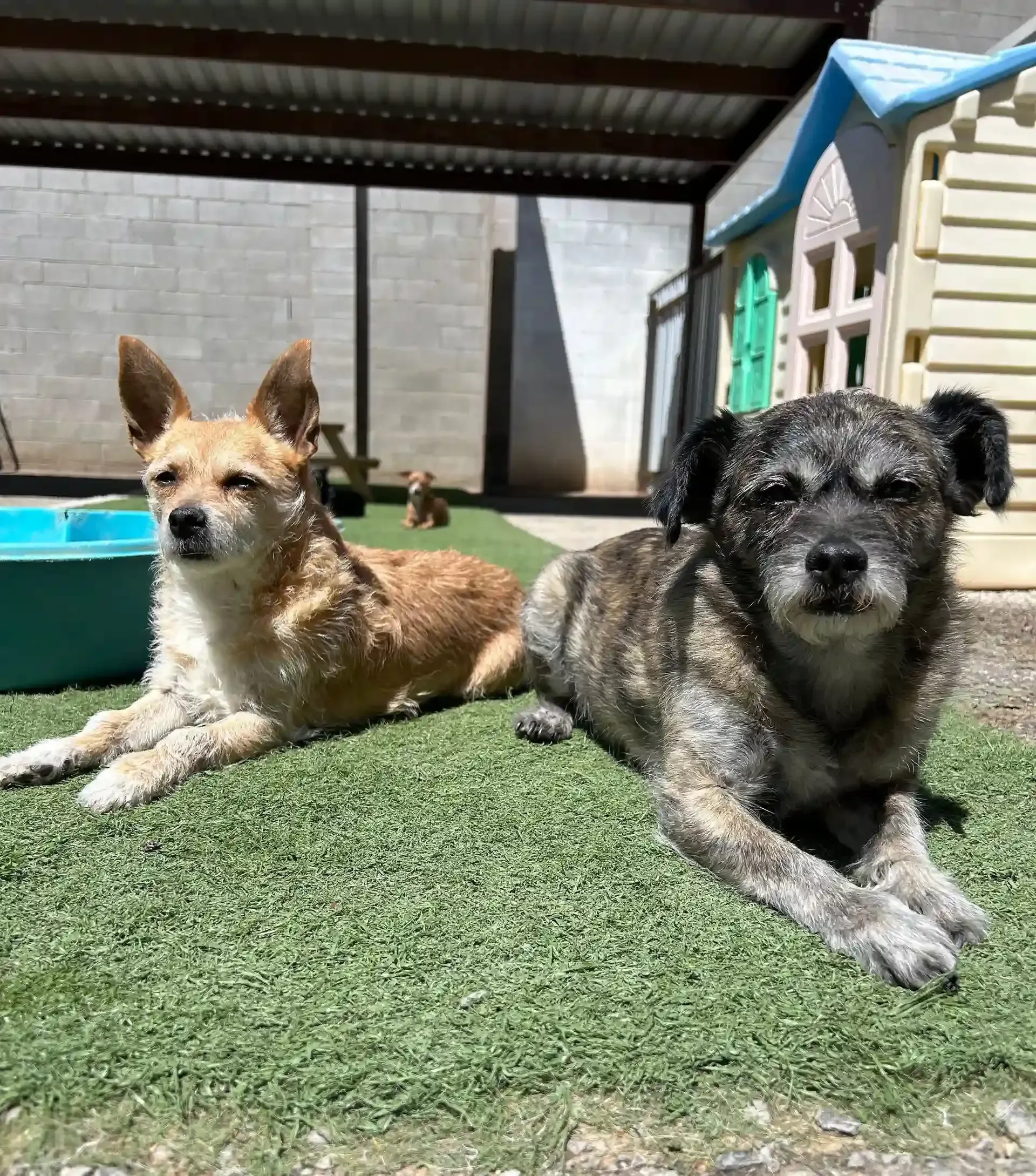 Two old dogs outside at at Beck 'n Call Pet Services in Albuquerque New Mexico