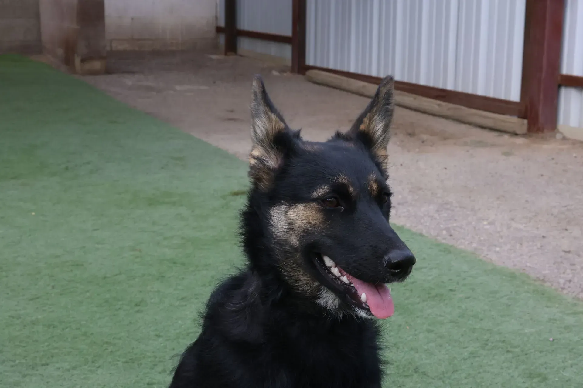 a german shepherd looking at something outside at Beck 'n Call Pet Services in Albuquerque New Mexico