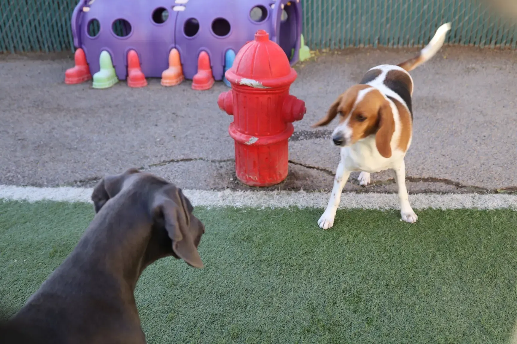 two dogs outside playing at Beck 'n Call Pet Services in Albuquerque New Mexico