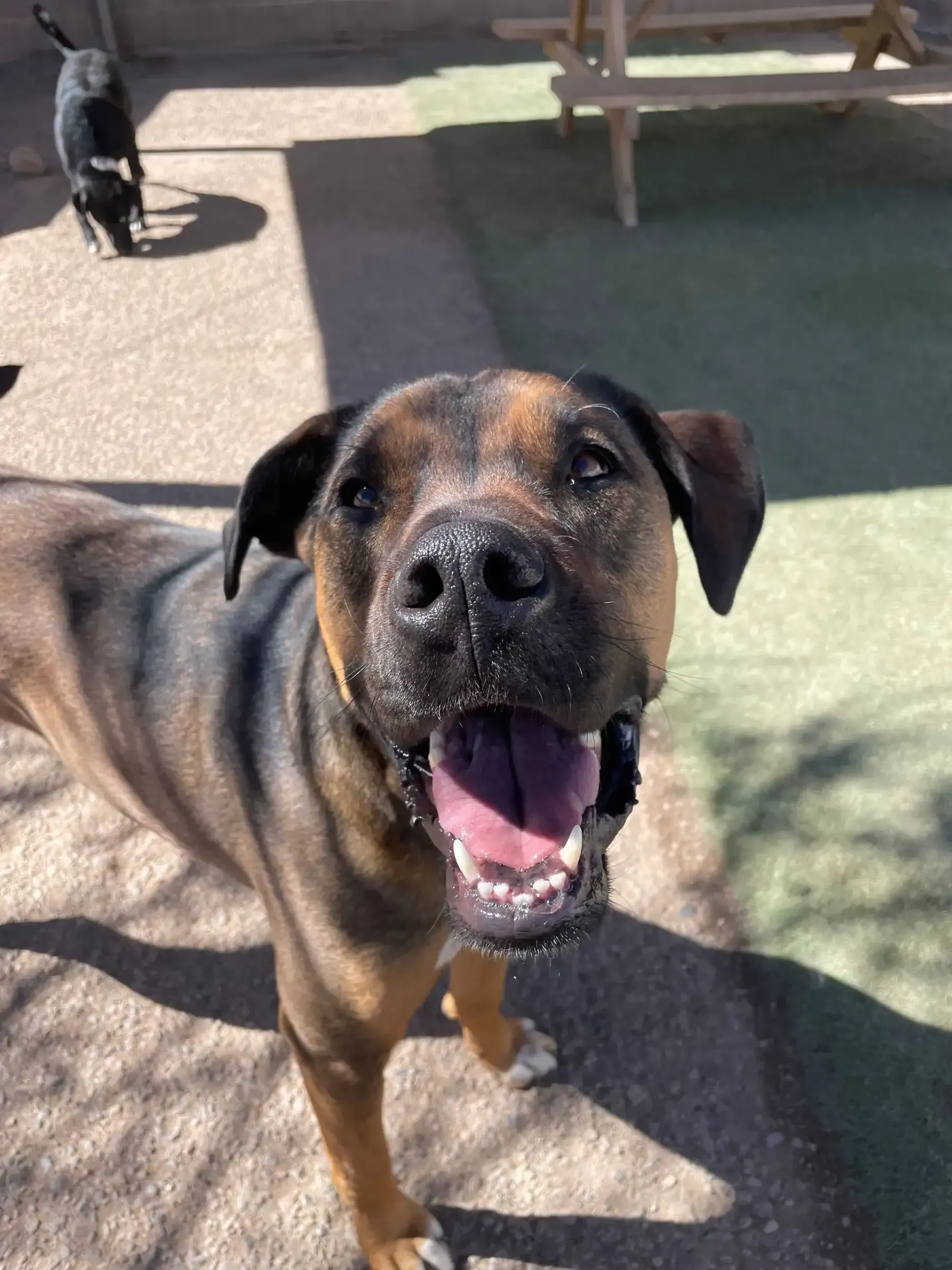 A smiling brown and black dog at Beck 'n Call Pet Services in Albuquerque New Mexico