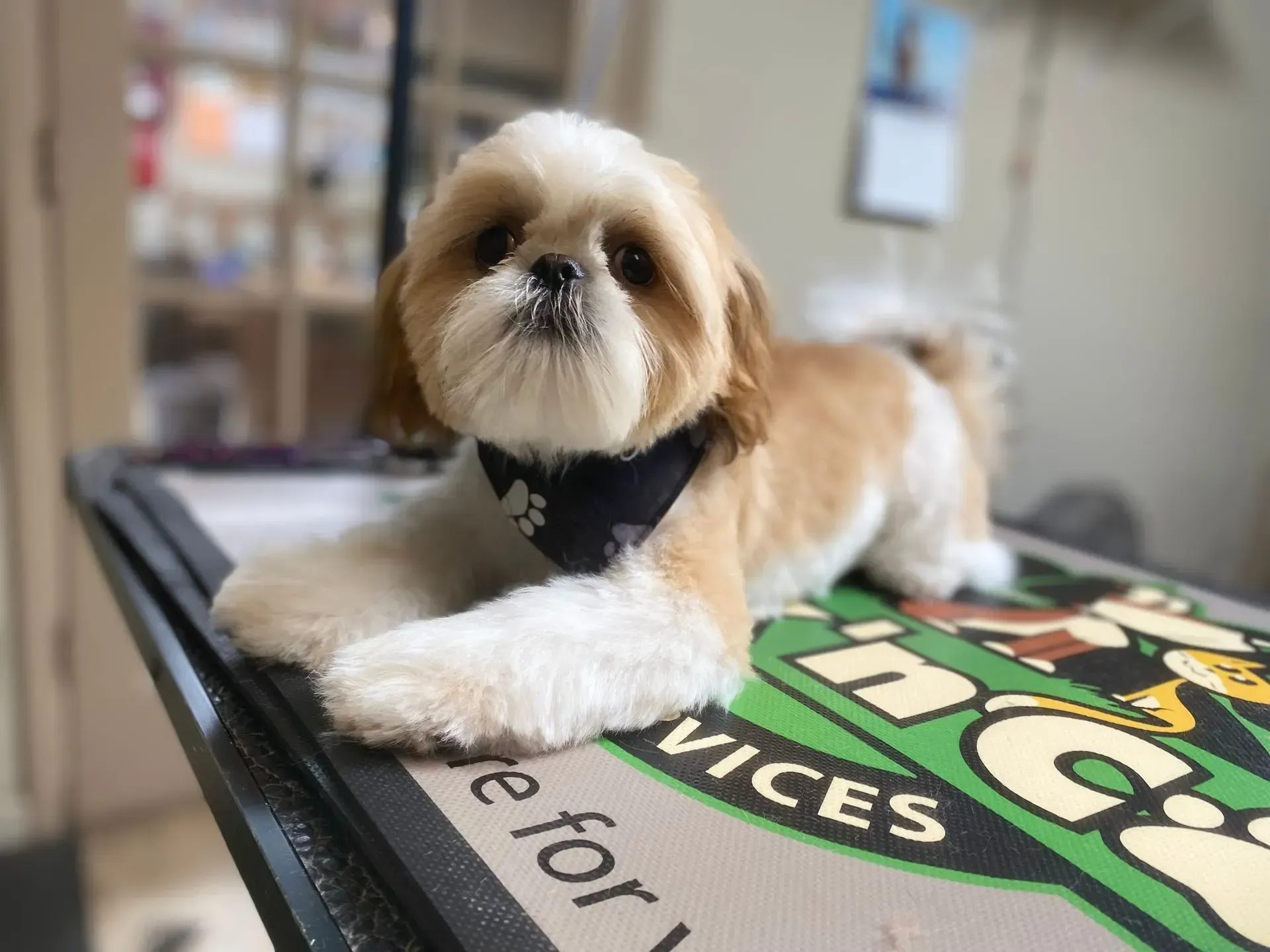 Freshly groomed Shih Tzu resting on grooming table after dog grooming service