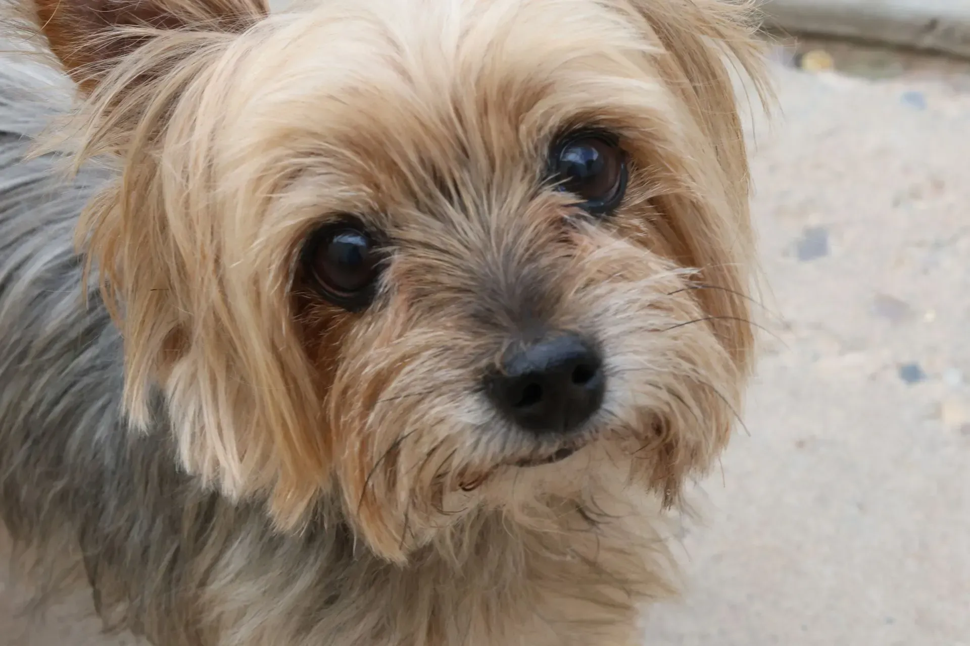 A close up of a terrier at at Beck 'n Call Pet Services in Albuquerque New Mexico