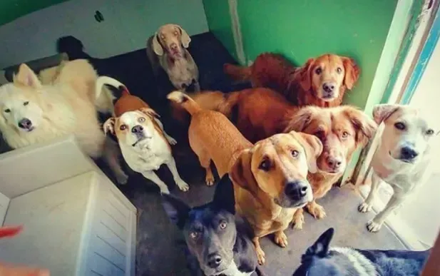 a group of dogs waiting for a bath at Beck 'n Call Pet Services in Albuquerque New Mexico