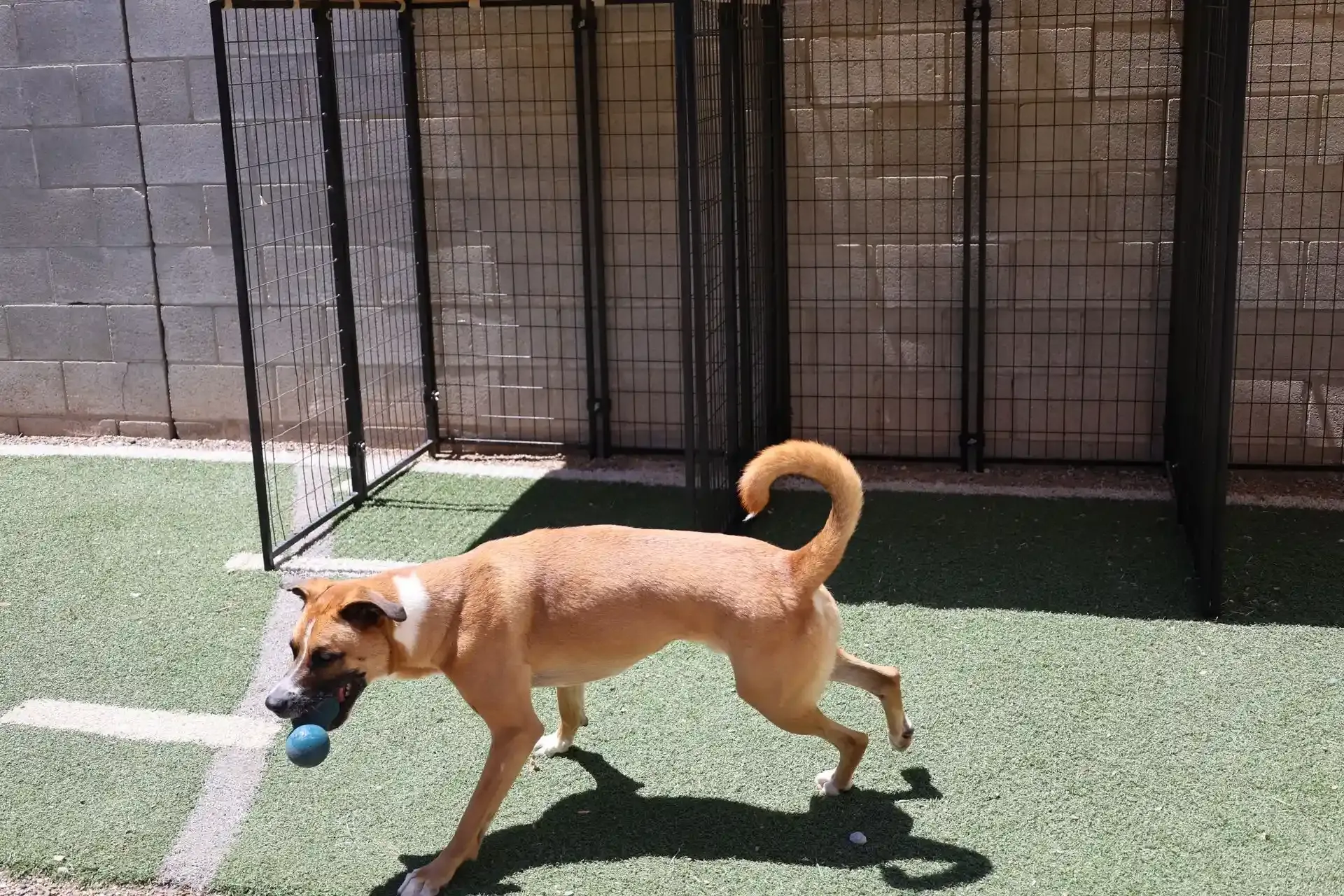 a tan dog running around at Beck 'n Call Pet Services in Albuquerque New Mexico during Enrichment CARE