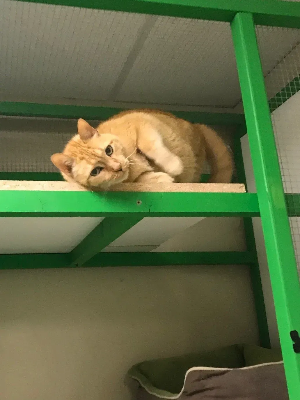 A playful cat rests at Beck 'n Call, Albuquerque, New Mexico cat boarding facility