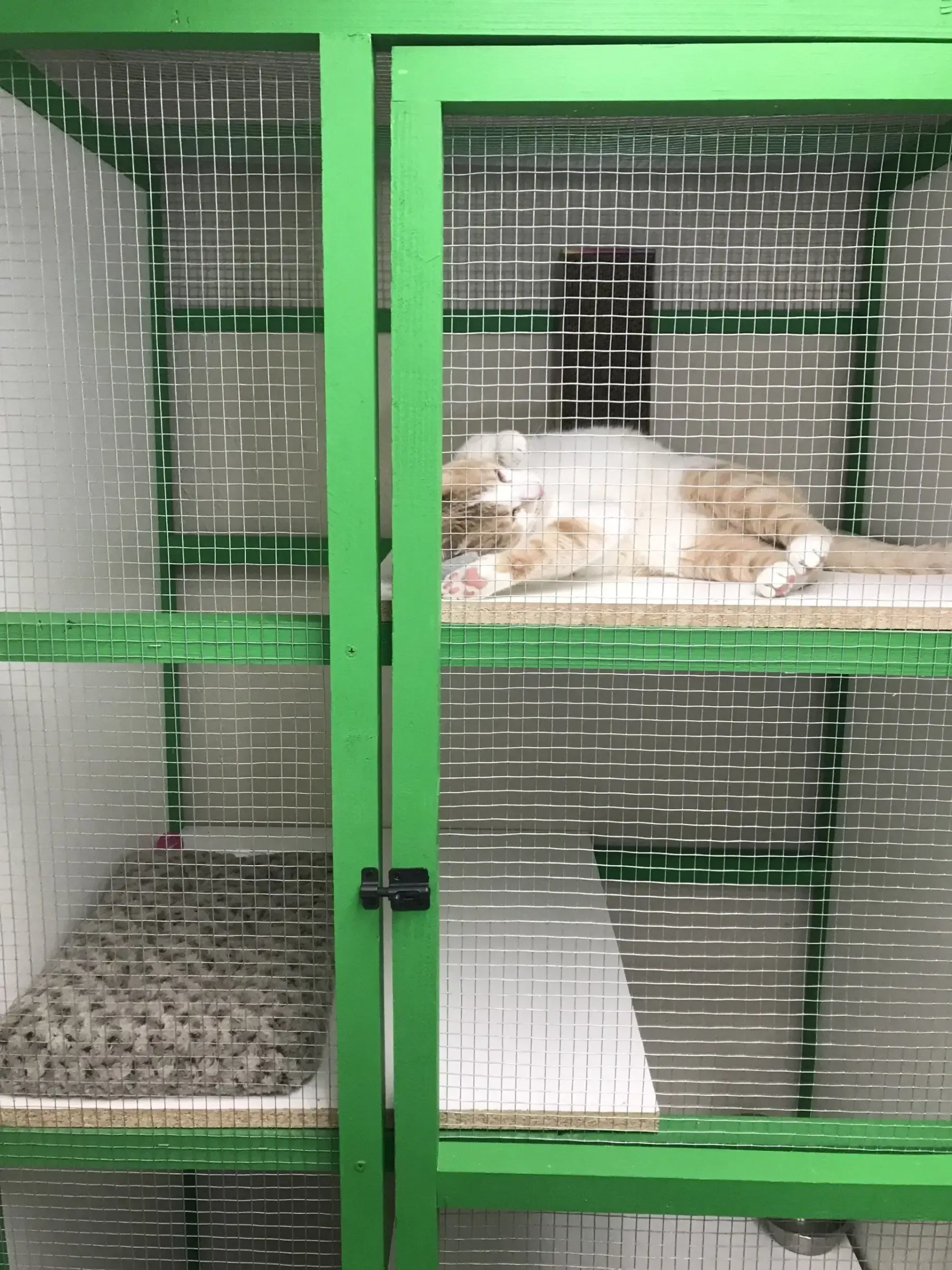photo of a cat in a cat home at Beck 'n Call Pet Services in Albuquerque New Mexico