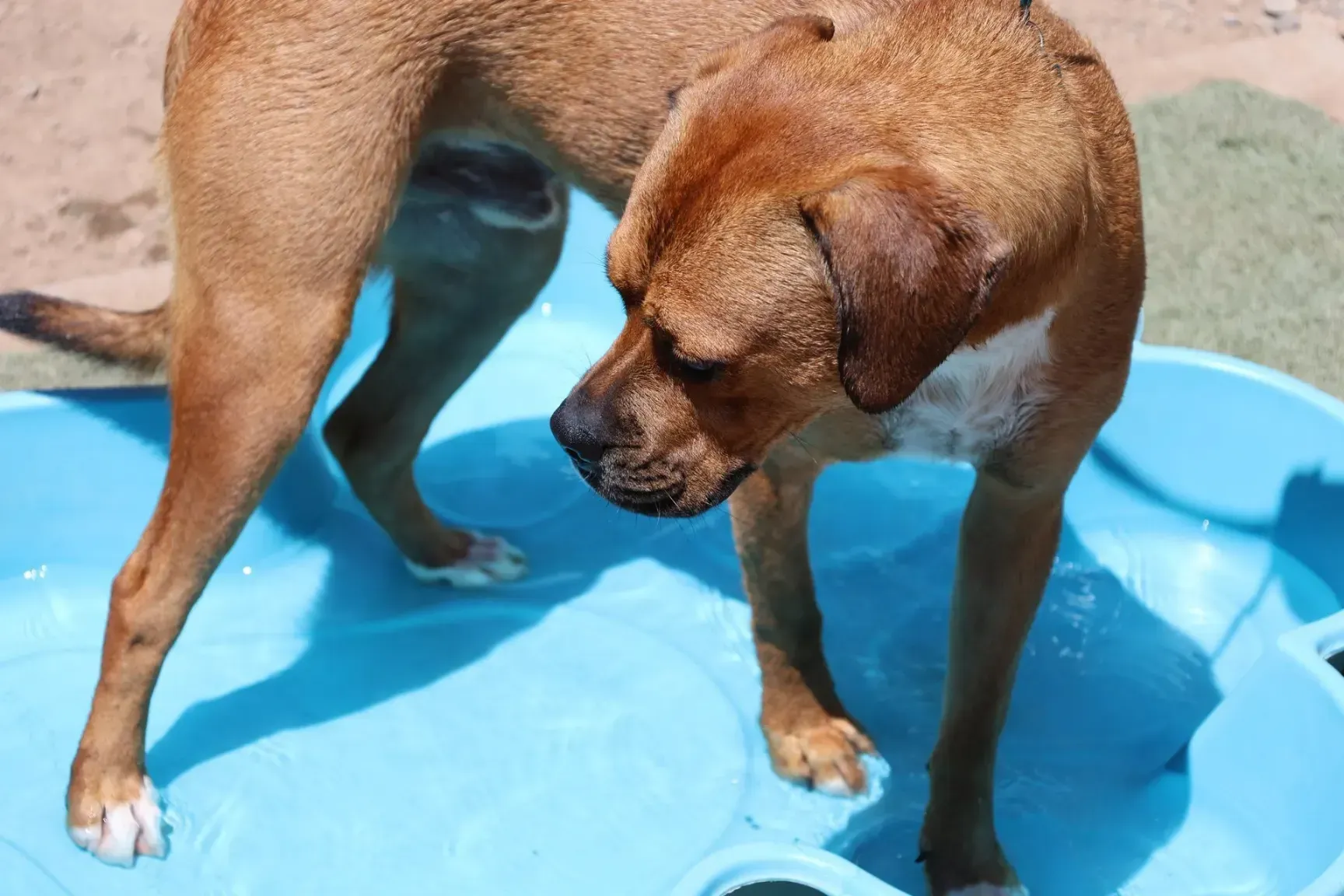 a brown and black dog smiling at Beck 'n Call Pet Services in Albuquerque New Mexico