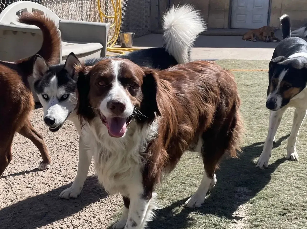 a brown and white dog outside at Beck 'n Call Pet Services in Albuquerque New Mexico
