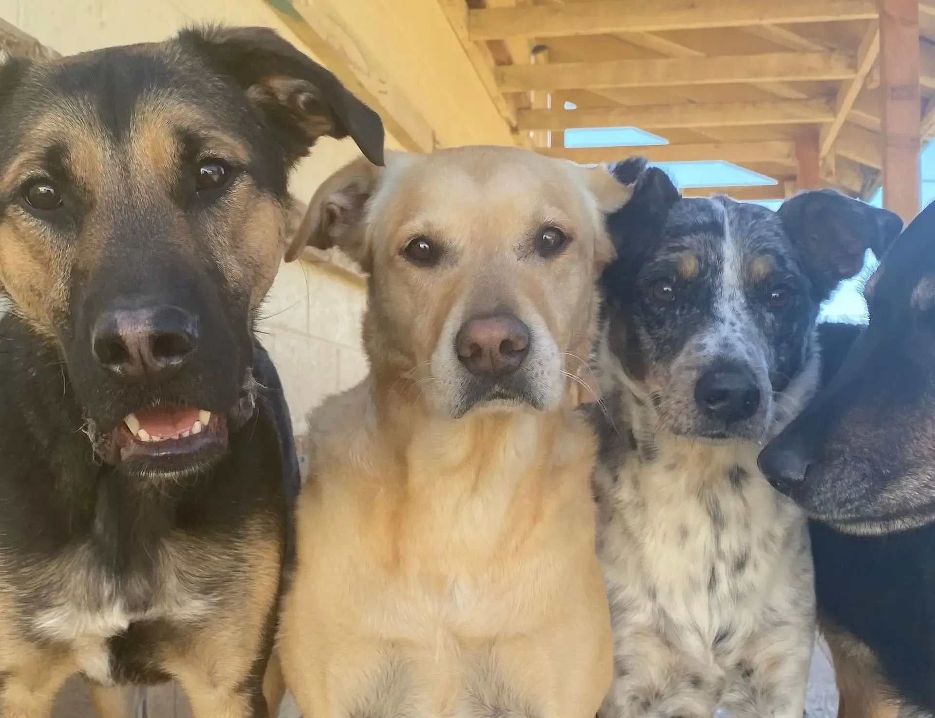 four dogs looking at the camera at Beck 'n Call Pet Services in Albuquerque New Mexico