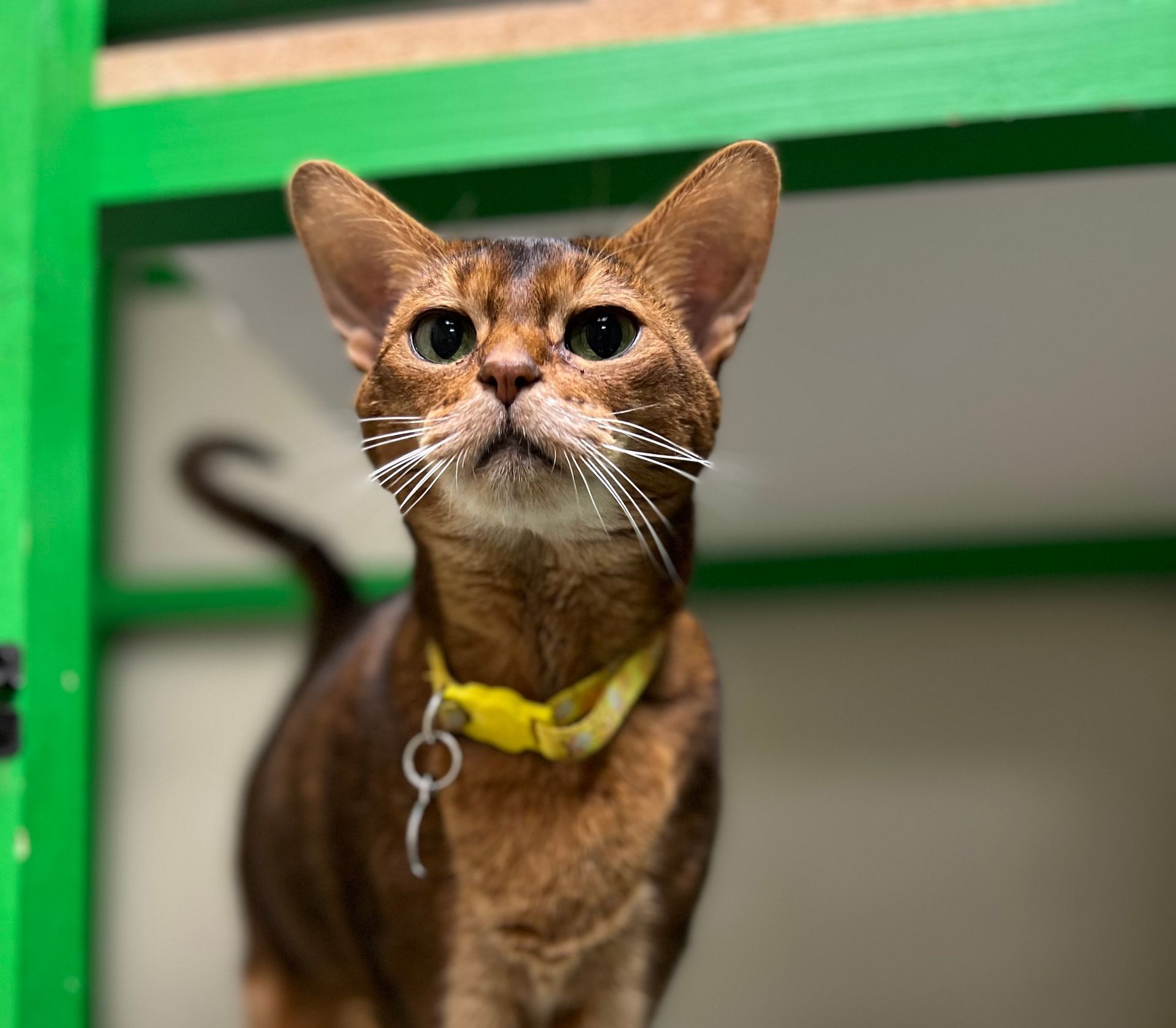 a small orange cat at Beck 'n Call Pet Services in Albuquerque New Mexico