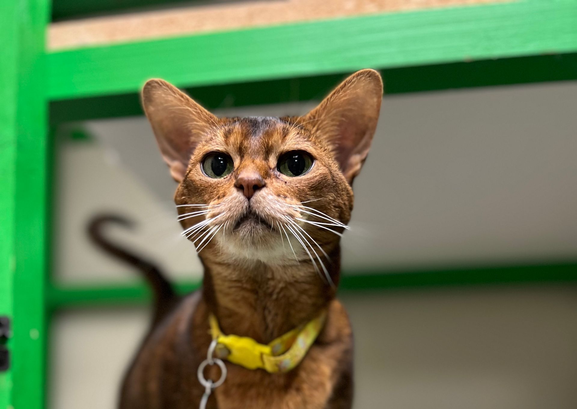 a small orange cat looking at the camera at Beck 'n Call Pet Services in Albuquerque New Mexico