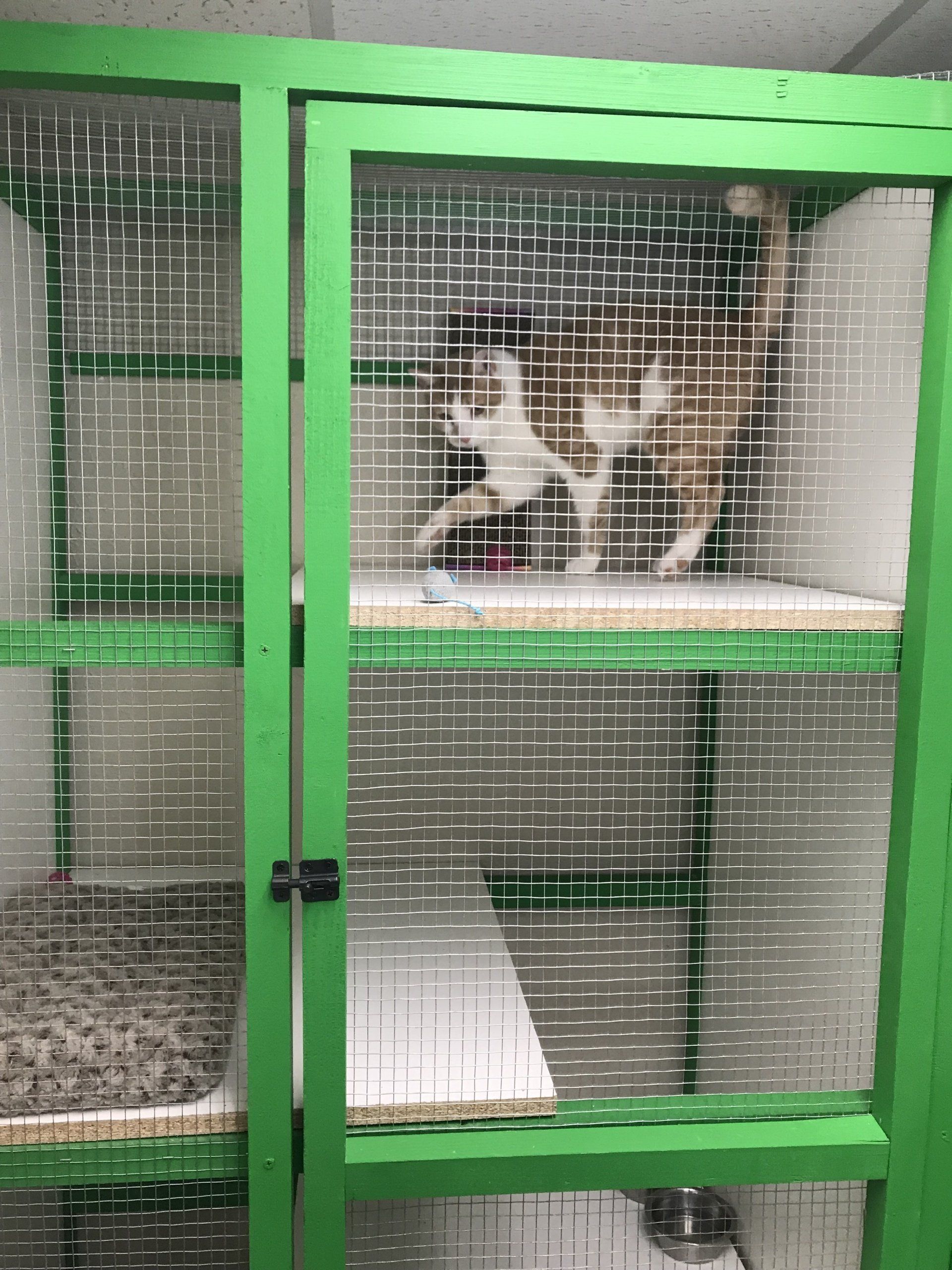 a grey cat walking around at Beck 'n Call Pet Services in Albuquerque New Mexico