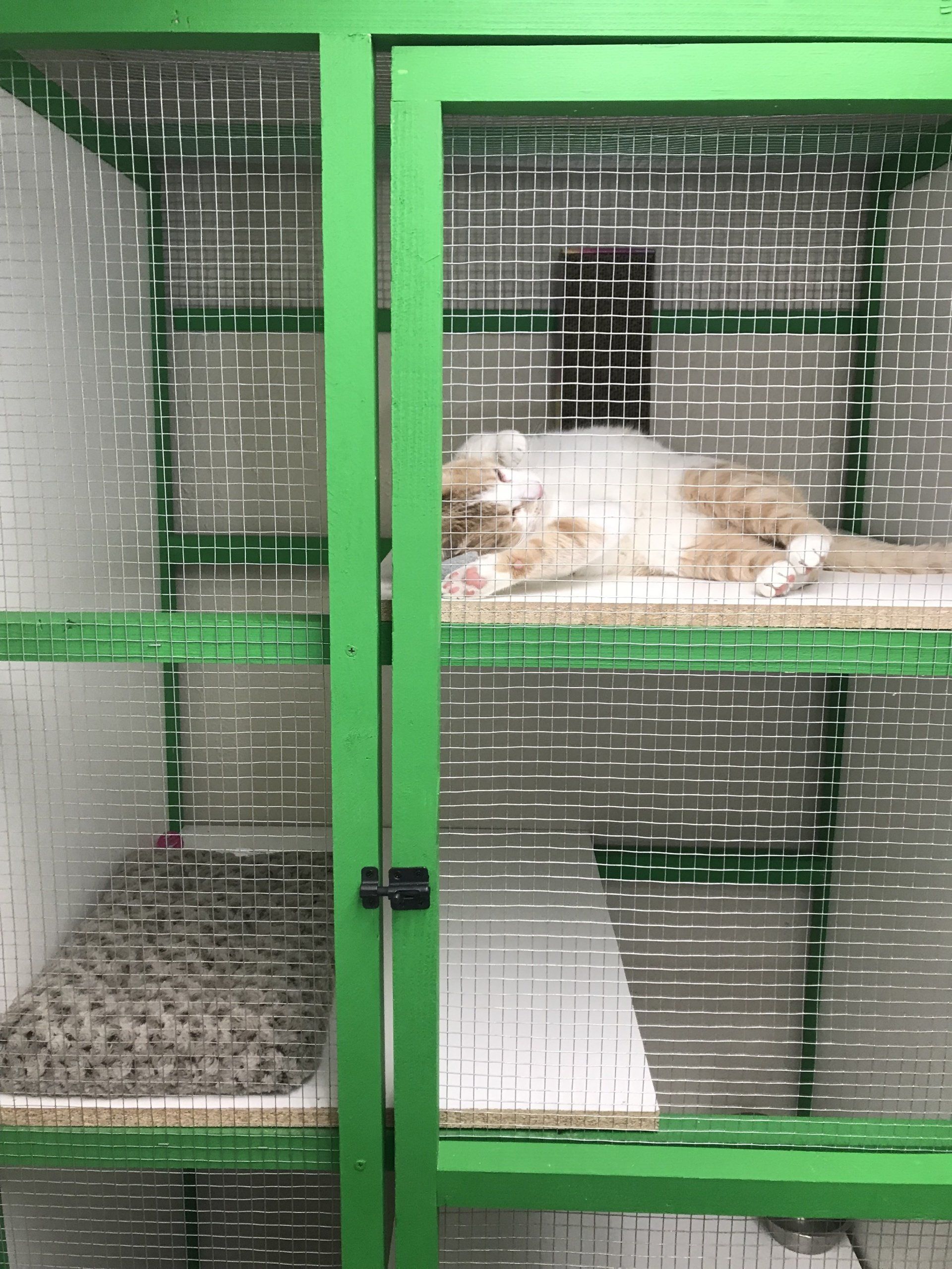 photo of a cat in a cat home at Beck 'n Call Pet Services in Albuquerque New Mexico