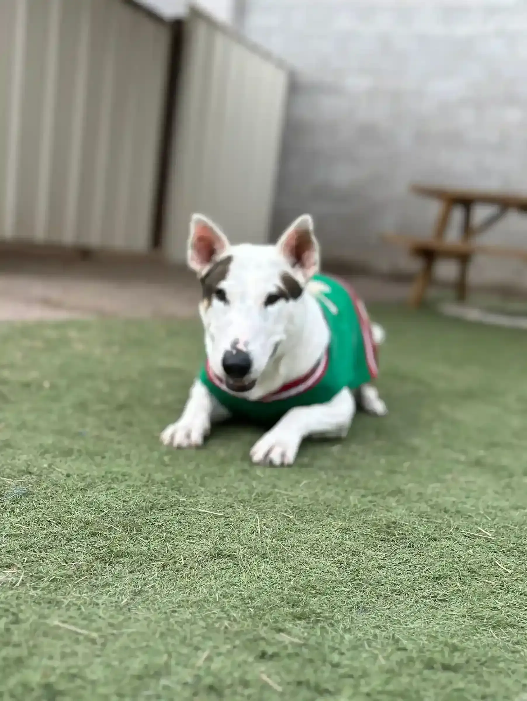White bull terrier wearing green sweater relaxing on turf at dog daycare play yard