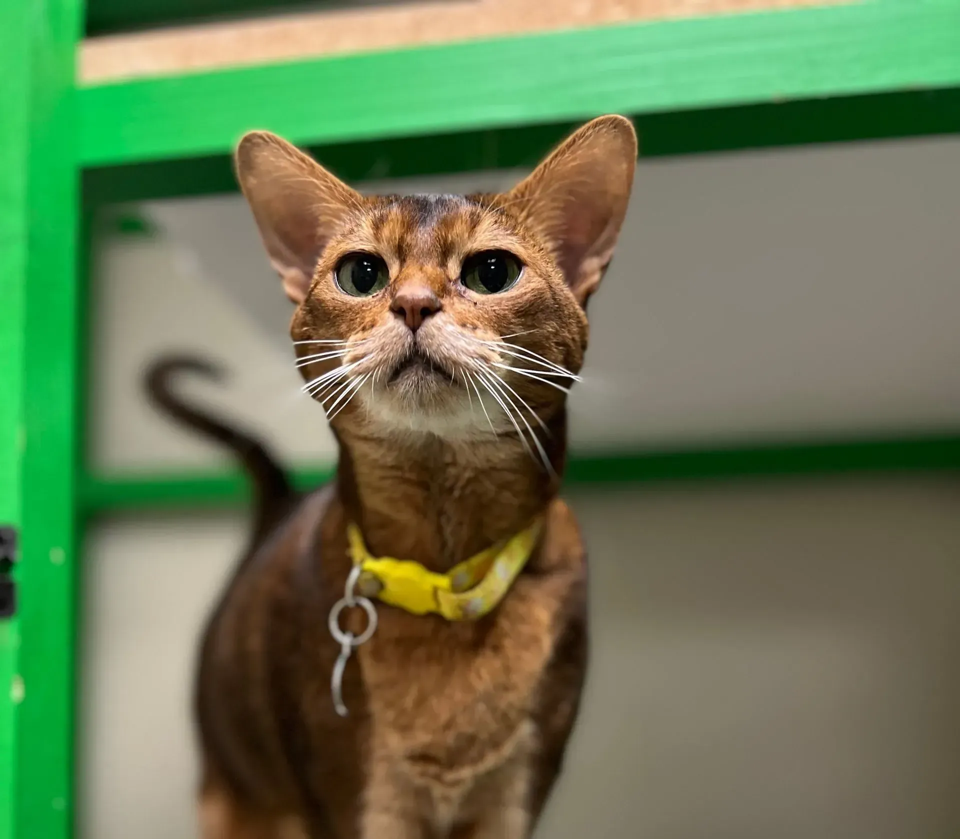 a small orange cat looking at the camera at Beck 'n Call Pet Services in Albuquerque New Mexico