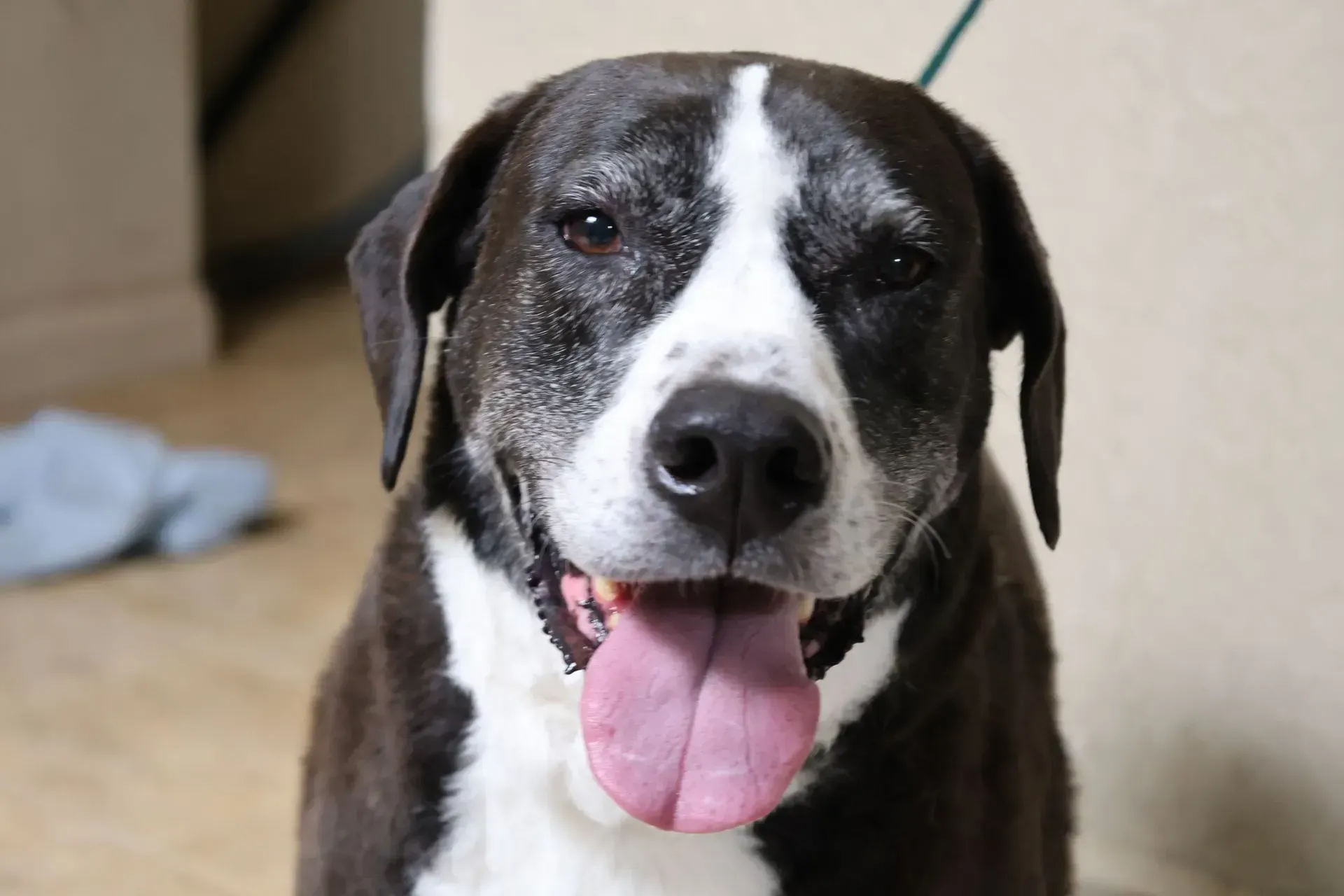 a big dog looking at the camera at Beck 'n Call Pet Services in Albuquerque New Mexico