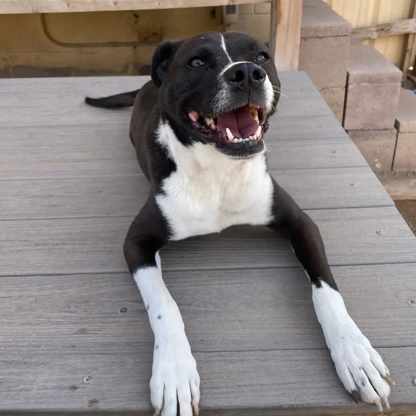 a black and white dog smiling at the camera at Beck 'n Call Pet Services in Albuquerque New Mexico