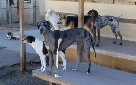 Group of social dogs standing together during supervised outdoor dog daycare playtime