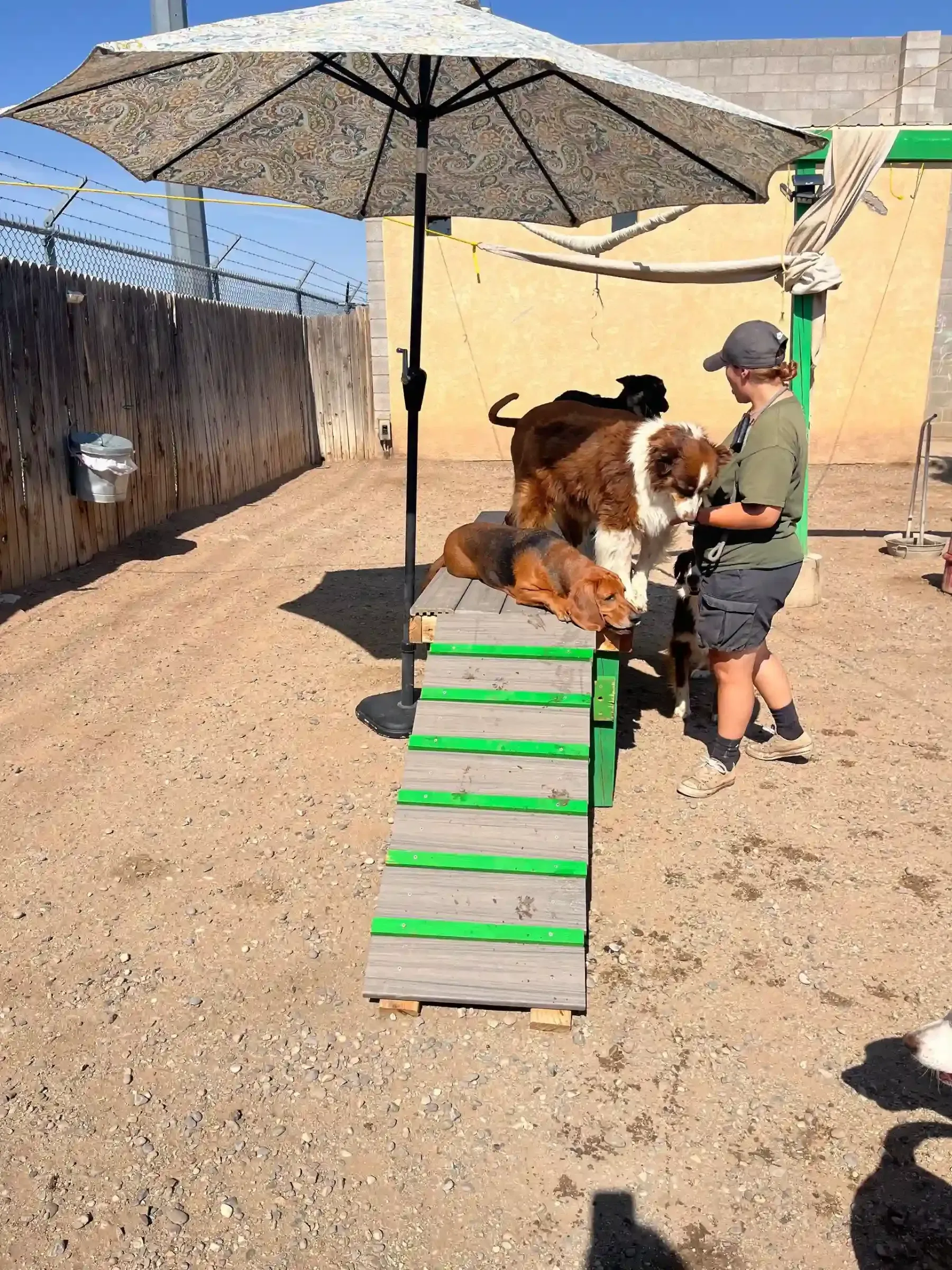 a few dogs outside on an obstacle course with an instructor at Beck 'n Call Pet Services in Albuquerque New Mexico