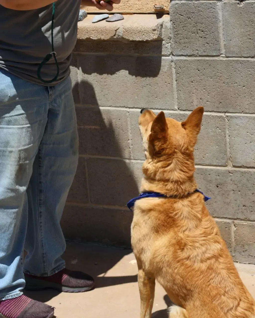 a tan dog sitting for a treat at Beck 'n Call Pet Services in Albuquerque New Mexico