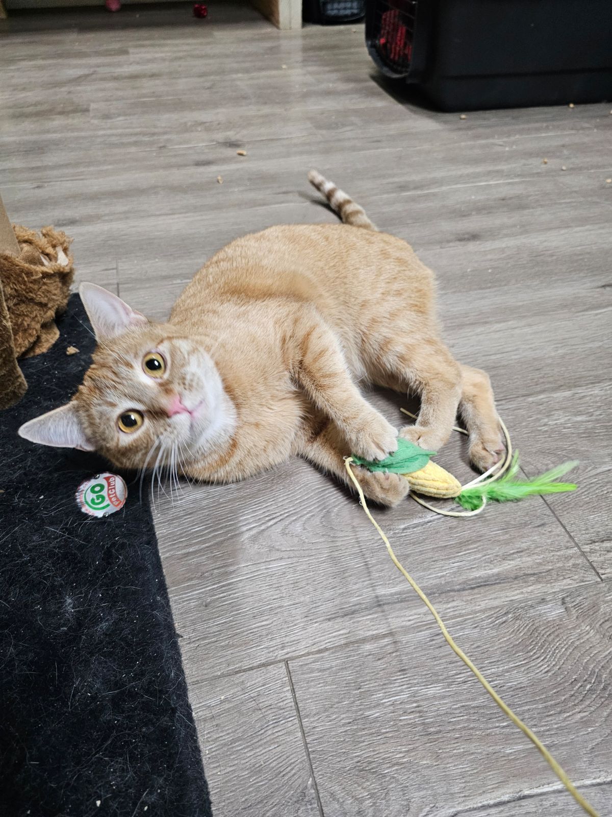 a tan colored cat laying down at Beck 'n Call Pet Services in Albuquerque New Mexico