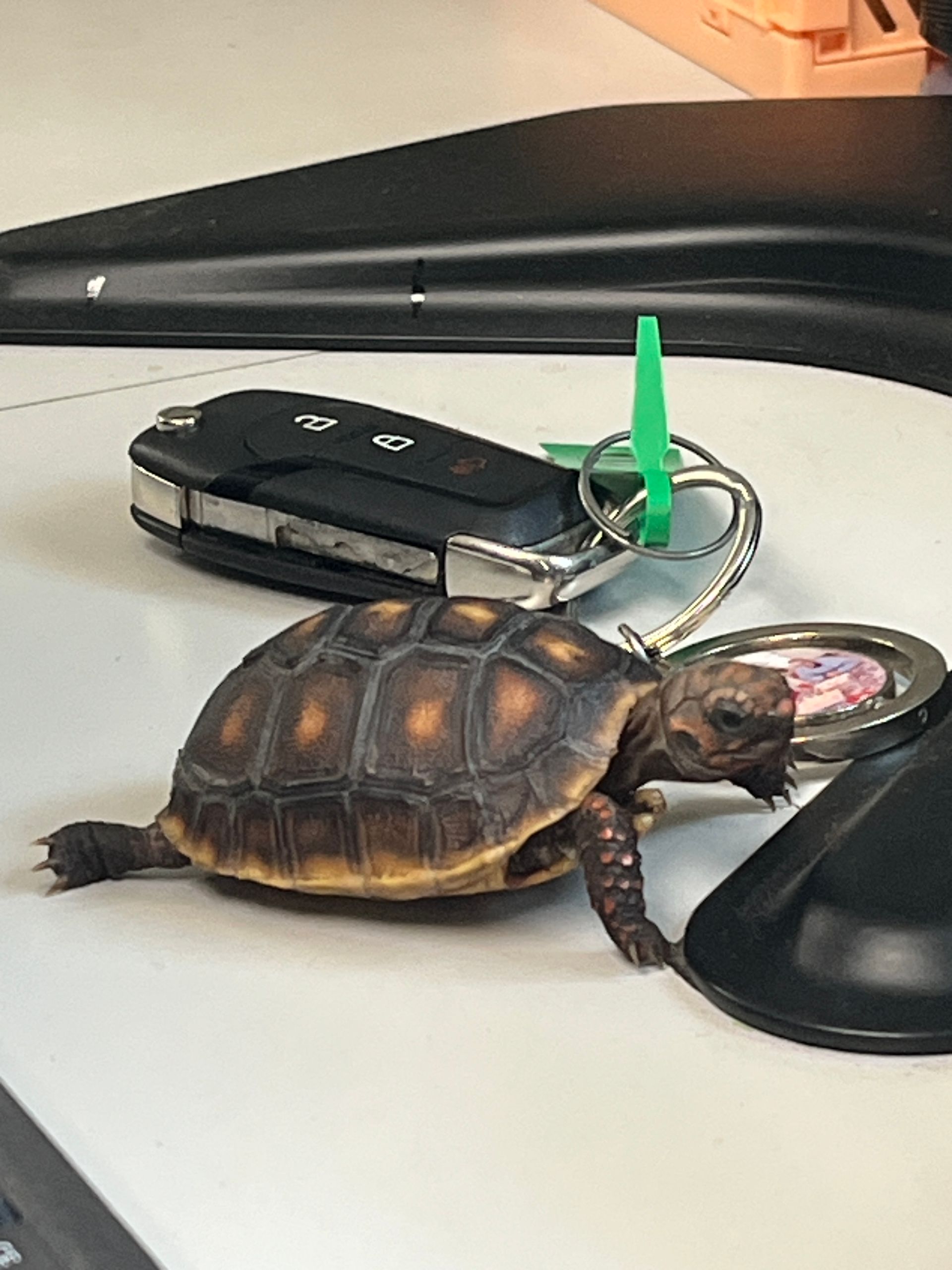 SHOP IMAGE | Carl’s Advanced Automotive & Truck Repair Center