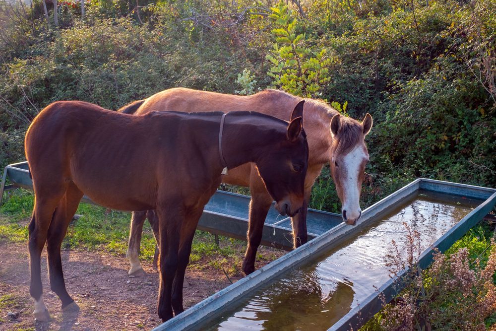 Two Horses Drink Water From a Trough Outdoors — Water TopUps Gympie in Chatsworth, QLD