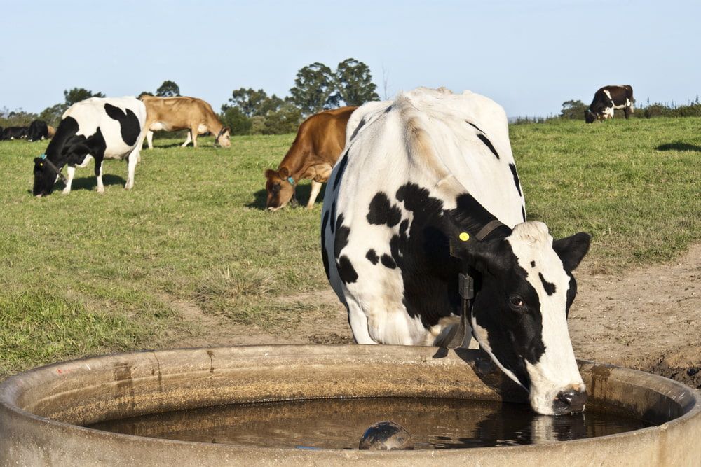 Cows grazing in a green pasture; one drinks from a concrete water trough. — Water TopUps Gympie in Pie Creek, QLD