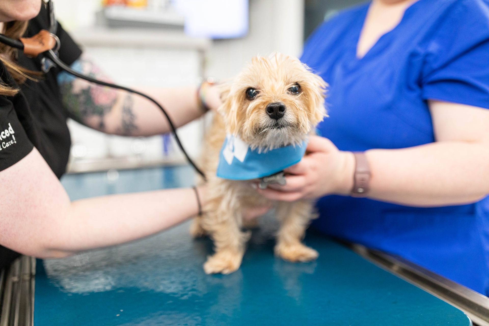 A vet holding a tabby kitten, with an ear medicine bottle on the table.