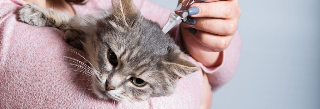 Cat getting heartworm medication application.