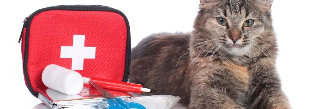Cat first aid kit