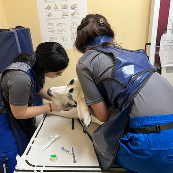 Advanced Animal Care: Your Pet's Trusted Vet in Richmond