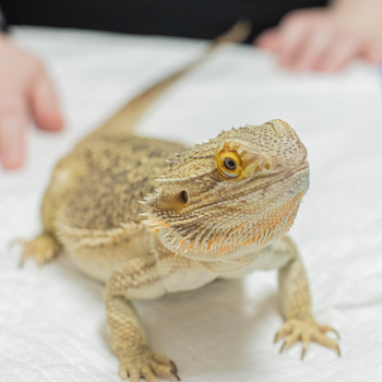 Advanced Animal Care: Your Pet's Trusted Vet in Richmond