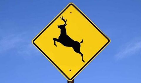 deer crossing road sign